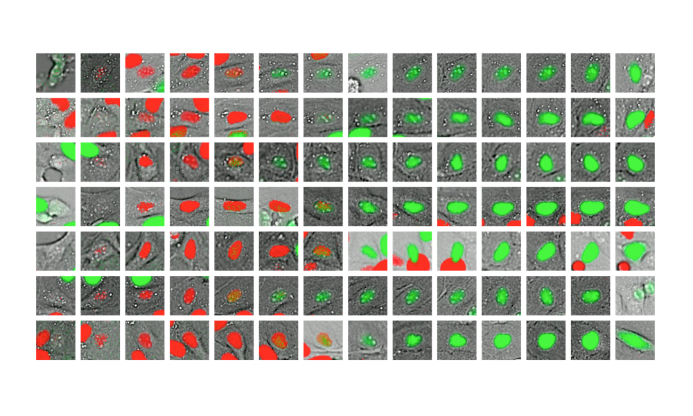 The frames in each row follow the cell cycle progression, with the first frame showing a newly-born cell and the last frame showing the end of the life cycle. Bright-field microscopy (in grey) helps delineate the cells. Red and green colours show fluorescent markers accumulated through the cell cycle which were used for validation. Credit: Alexandrov team